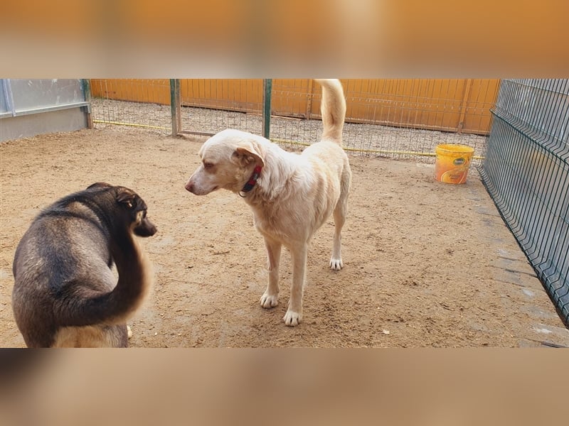 Rob Roy möchte mit Dir Abenteuer erleben