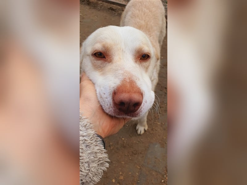 Rob Roy möchte mit Dir Abenteuer erleben