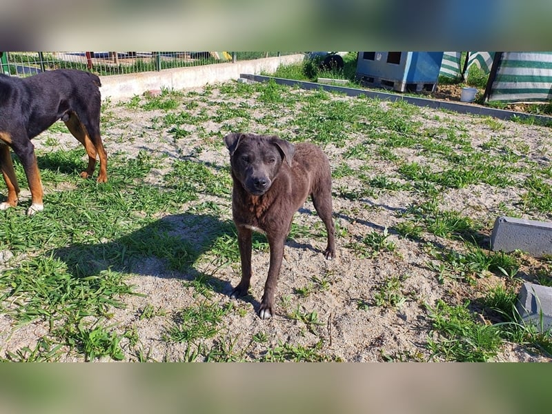 Akamaru die treue Seele