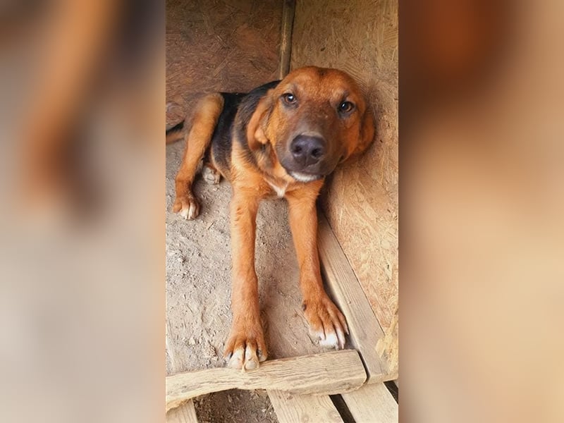 Timber wünscht sich so sehr ein eigenes Körbchen