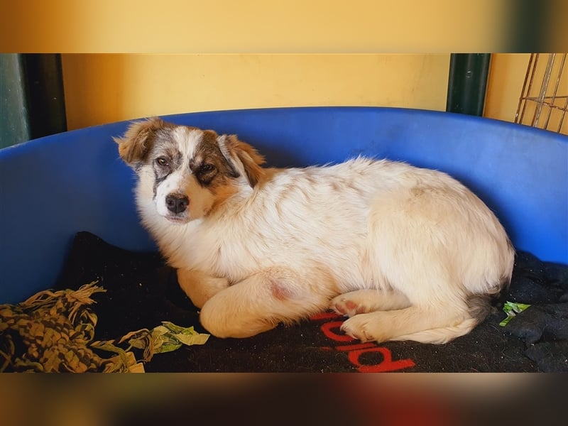 Klee die kleine Zaubermaus