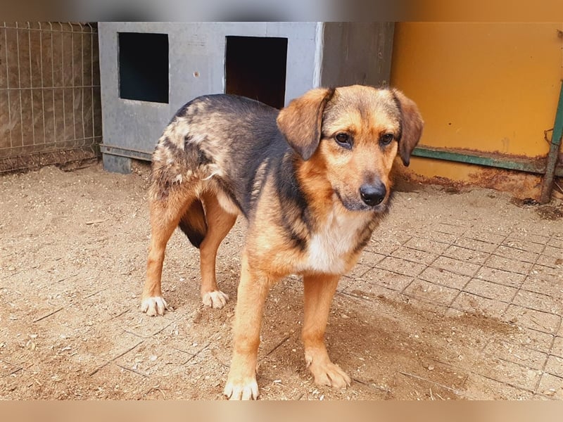 Lasse der Kuschelbär