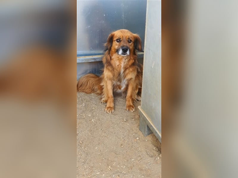 Sam wünscht sich ein Zuhause