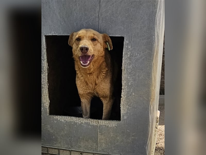 Senta die Schüchterne