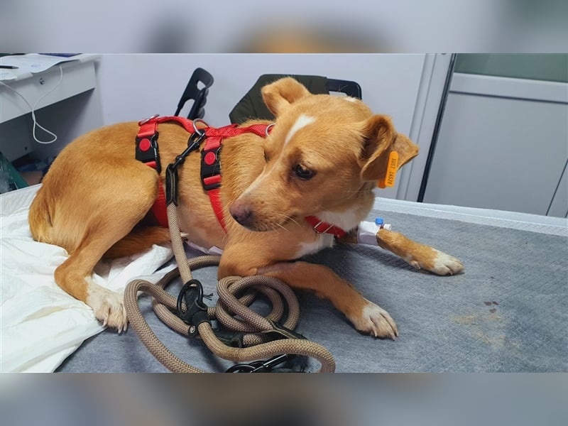 Natali sucht ihr Zuhause