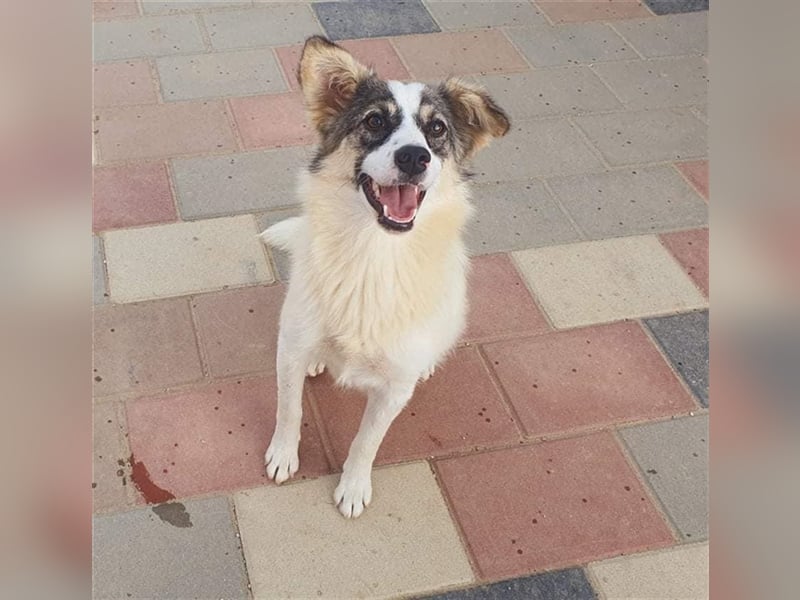 Klee die kleine Zaubermaus