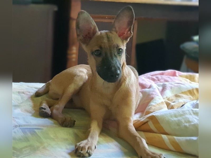 Giulio sucht sein Kuschelkörbchen