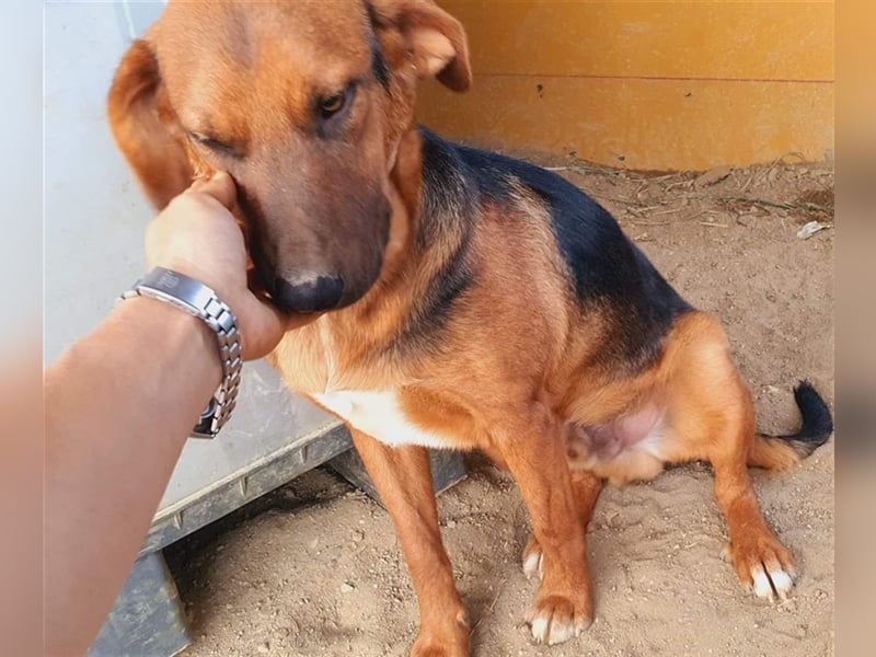 Timber wünscht sich so sehr ein eigenes Körbchen