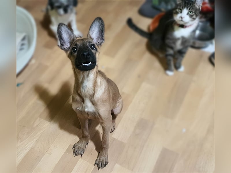 Giulio sucht sein Kuschelkörbchen