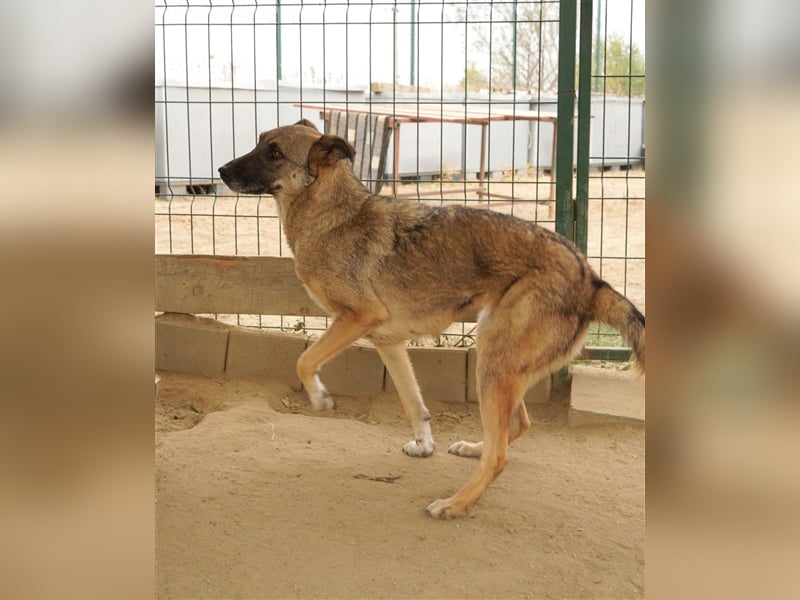 Guarida sucht ihr kuscheliges Zuhause