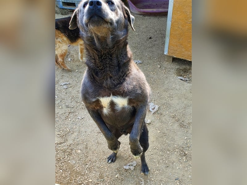 Akamaru die treue Seele