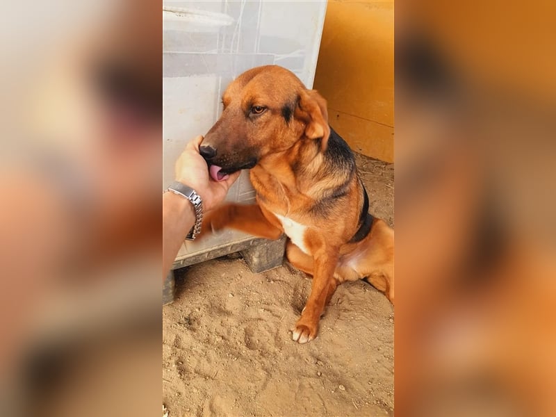 Timber wünscht sich so sehr ein eigenes Körbchen