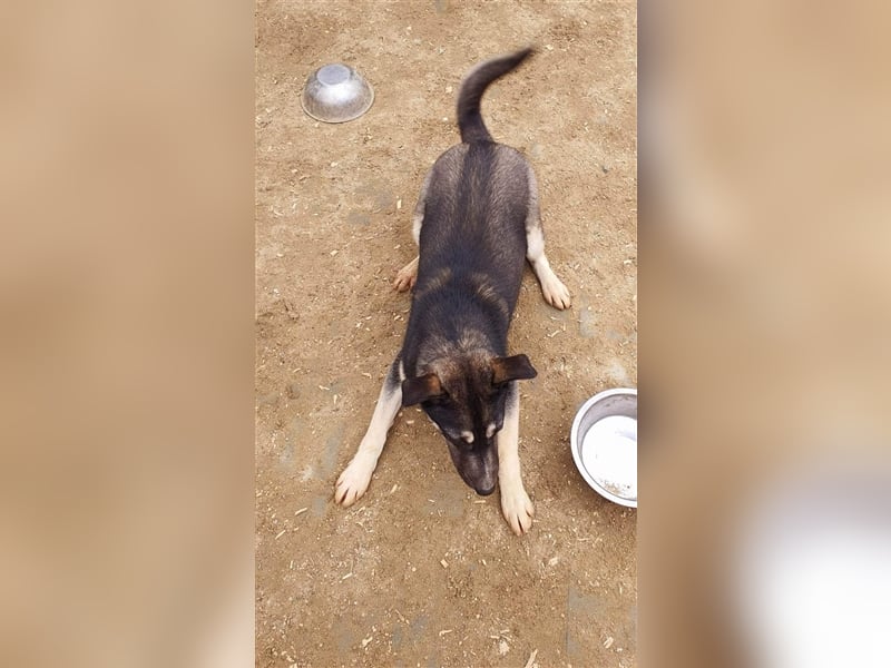 Chayenne sucht Körbchen auf Lebenszeit