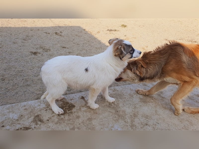 Klee die kleine Zaubermaus