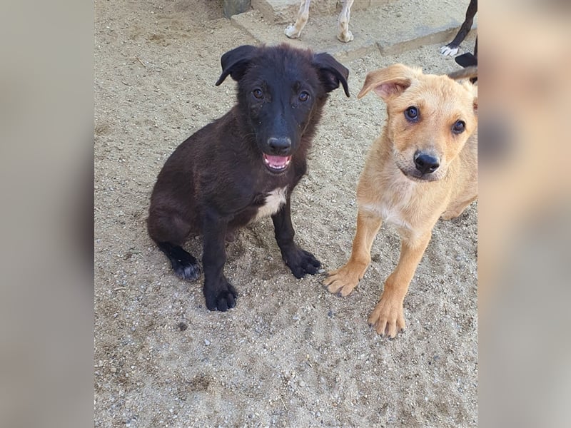 Figo will noch viel erleben