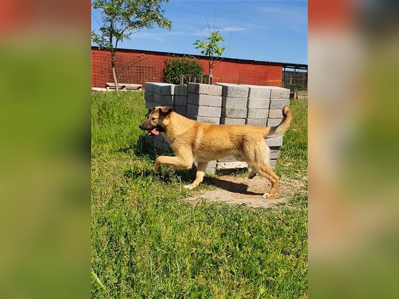 Milo wünscht sich ein Zuhause