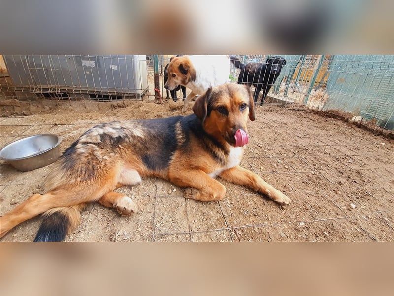 Lasse der Kuschelbär