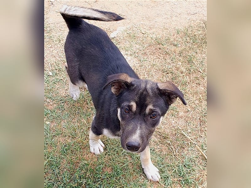 Chayenne sucht Körbchen auf Lebenszeit