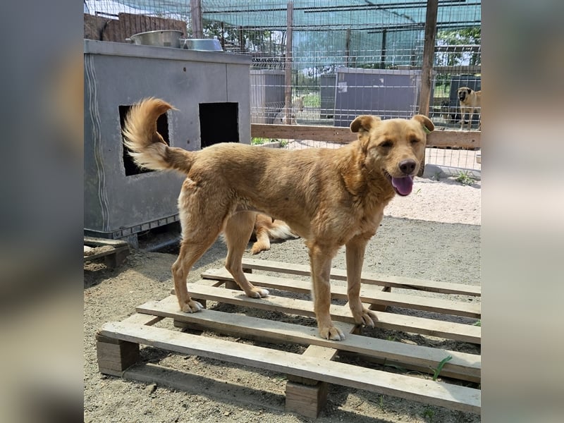 Senta die Schüchterne