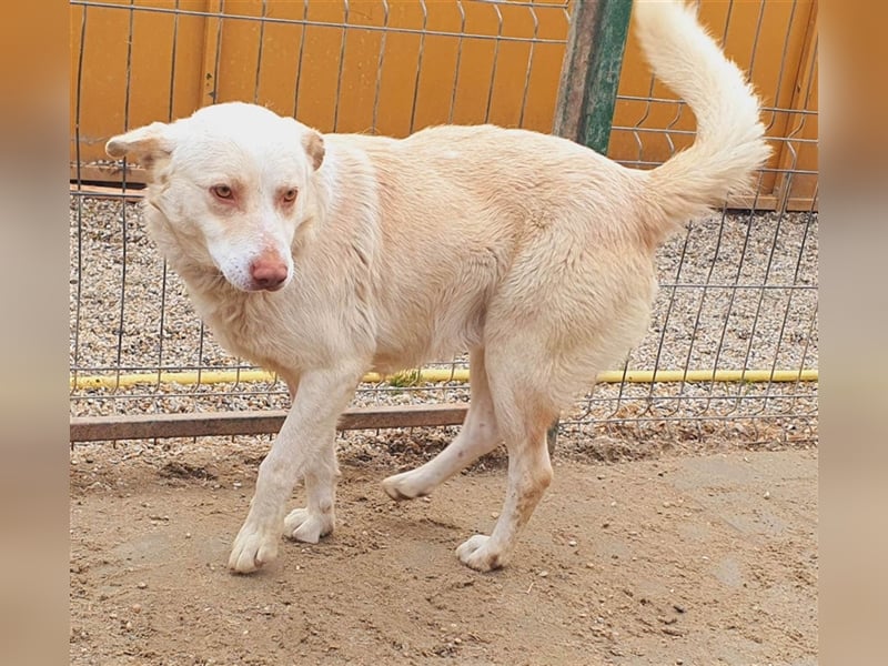 Rob Roy möchte mit Dir Abenteuer erleben