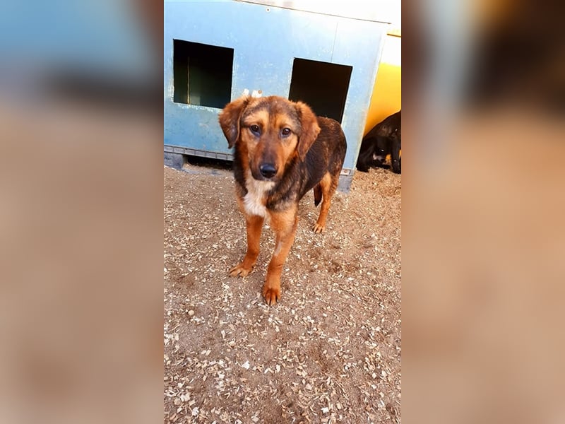 Lasse der Kuschelbär