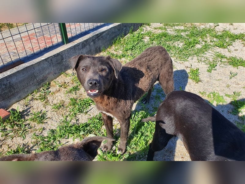 Akamaru die treue Seele