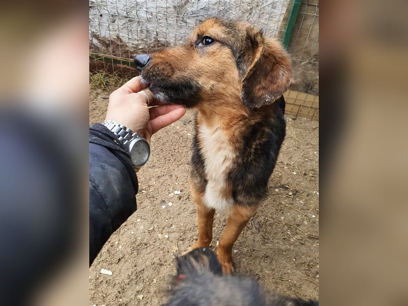 Lasse der Kuschelbär