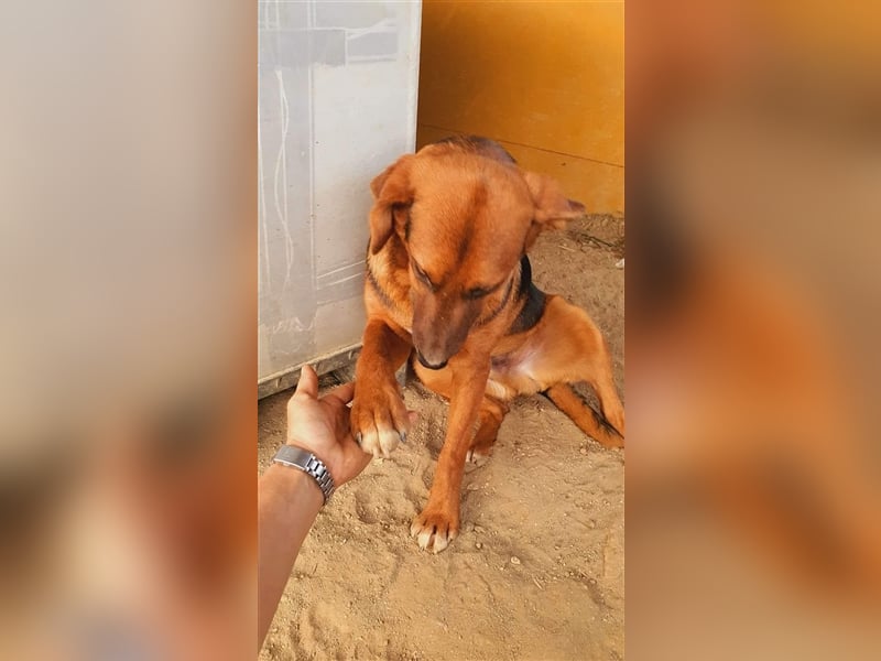 Timber wünscht sich so sehr ein eigenes Körbchen