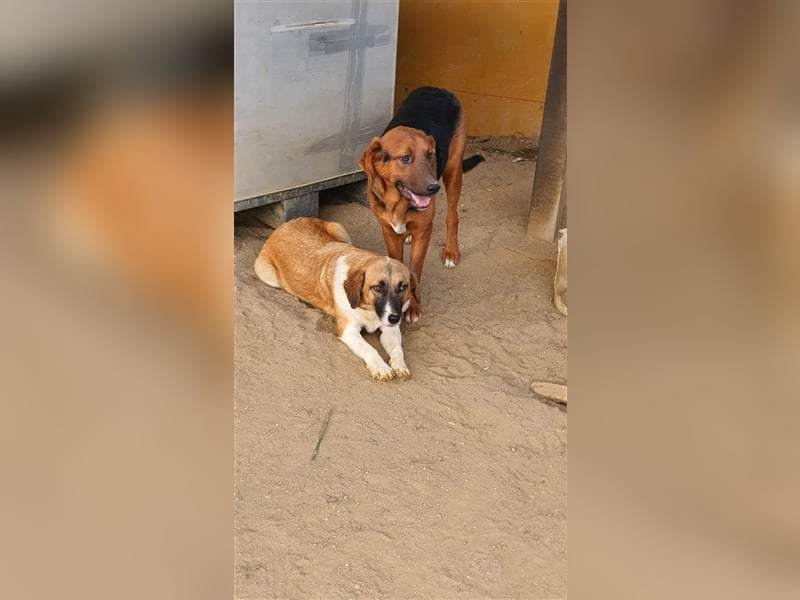 Timber wünscht sich so sehr ein eigenes Körbchen