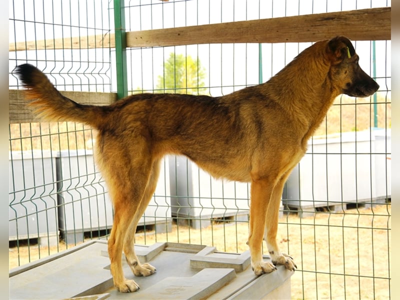 Guarida sucht ihr kuscheliges Zuhause