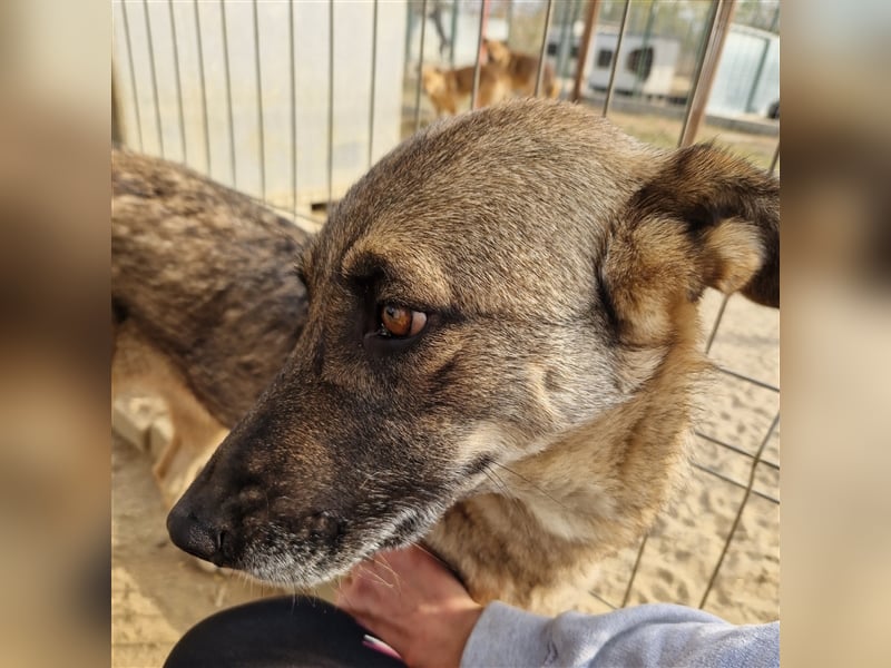 Guarida sucht ihr kuscheliges Zuhause