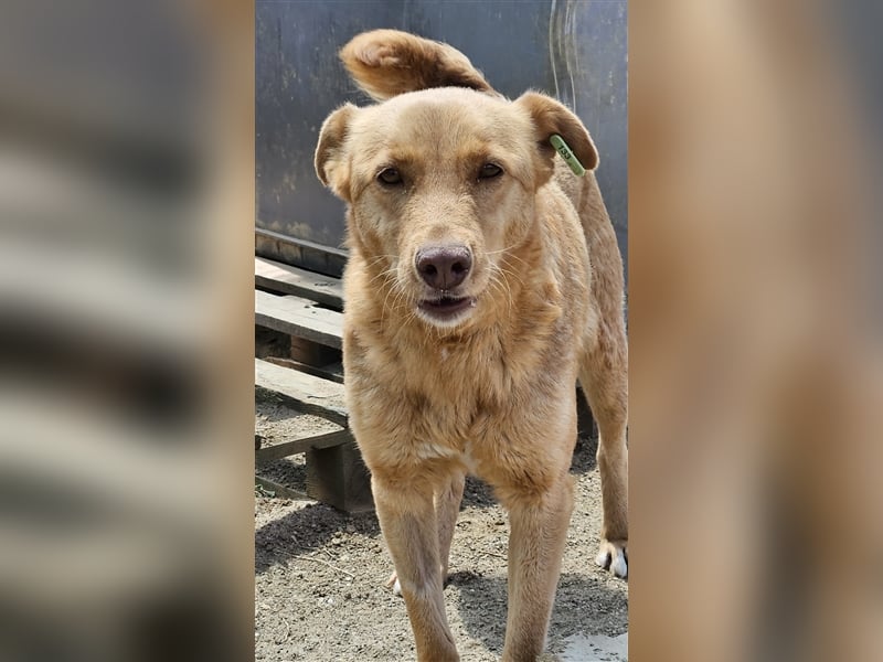 Senta die Schüchterne