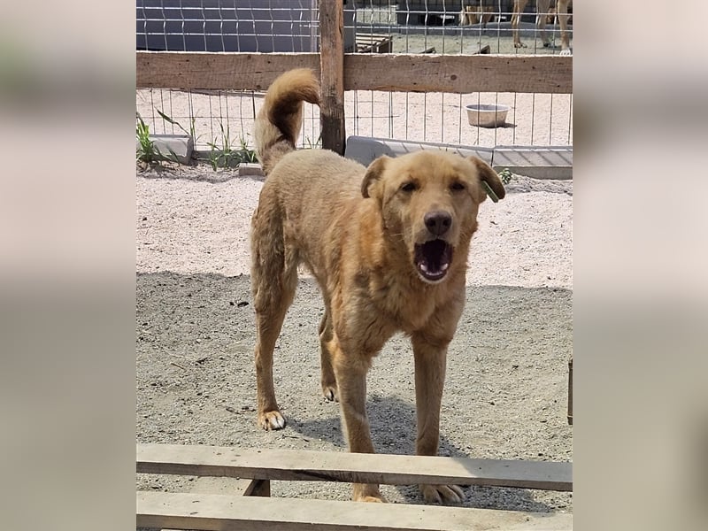 Senta die Schüchterne