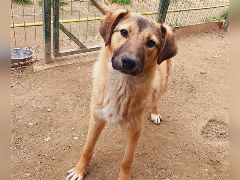 Milo wünscht sich ein Zuhause