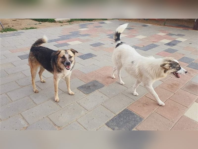 Klee die kleine Zaubermaus