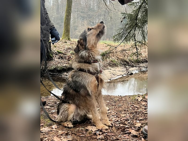 Elliot sucht ein Zuhause, 5 Jahre alt, 47 cm
