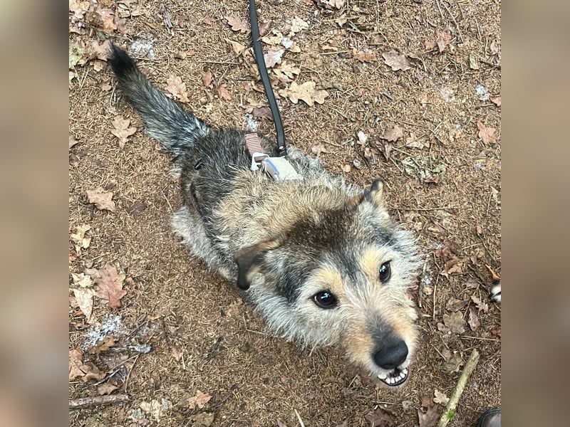 Elliot sucht ein Zuhause, 5 Jahre alt, 47 cm