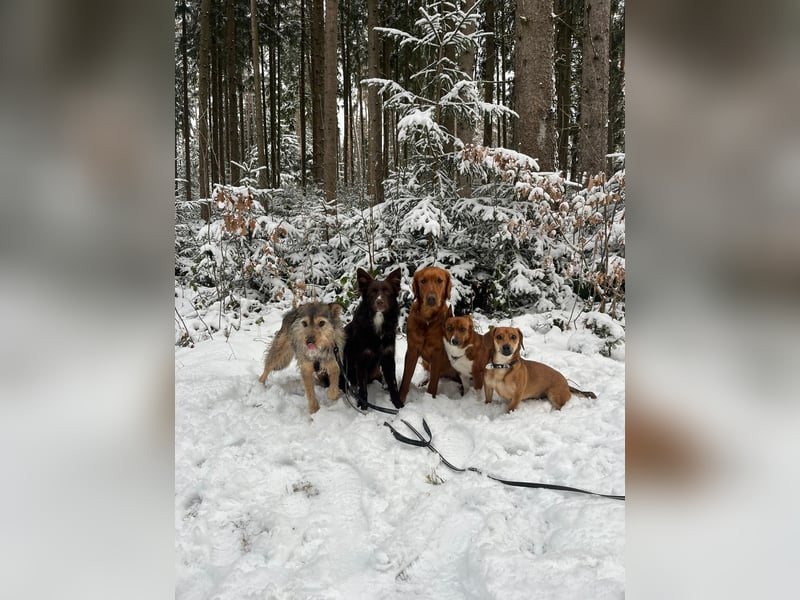 Elliot sucht ein Zuhause, 5 Jahre alt, 47 cm