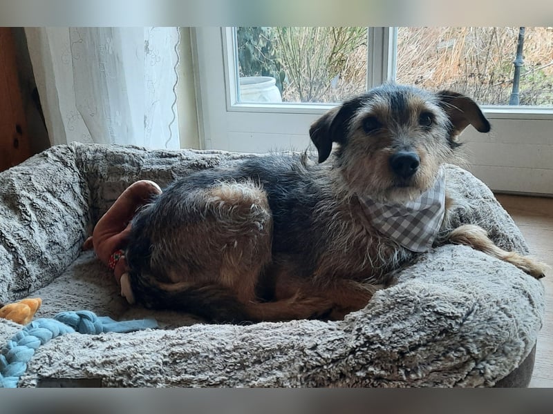 Elliot sucht ein Zuhause, 5 Jahre alt, 47 cm