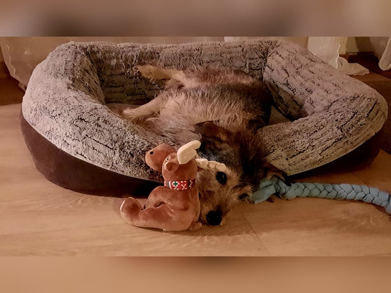 Elliot sucht ein Zuhause, 5 Jahre alt, 47 cm