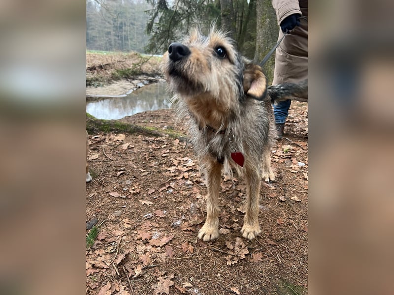 Elliot sucht ein Zuhause, 5 Jahre alt, 47 cm