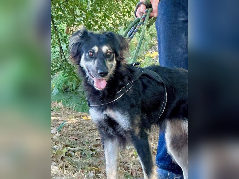 Samba: superliebe Seele sucht Herzensmenschen