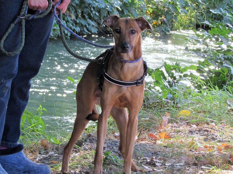 Holly – sanfte Seele im besten Alter sucht Herzensmensch