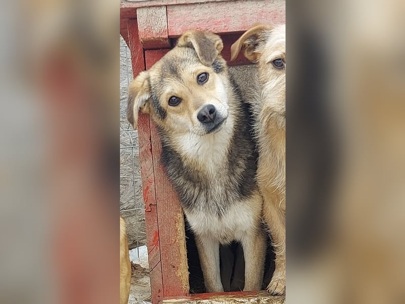 Arthur - die Schmusebacke