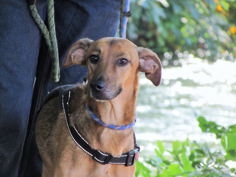 Holly – sanfte Seele im besten Alter sucht Herzensmensch