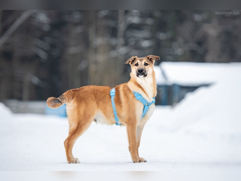 Freundlicher Tosha sucht sein Zuhause