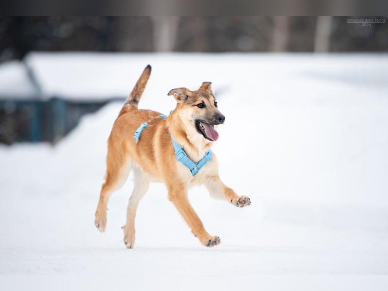 Freundlicher Tosha sucht sein Zuhause