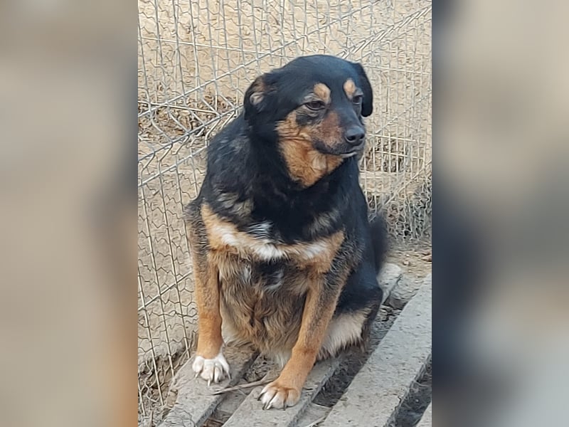 Ariana - Kleine Kämpferin sucht ihr Glück *Videos*