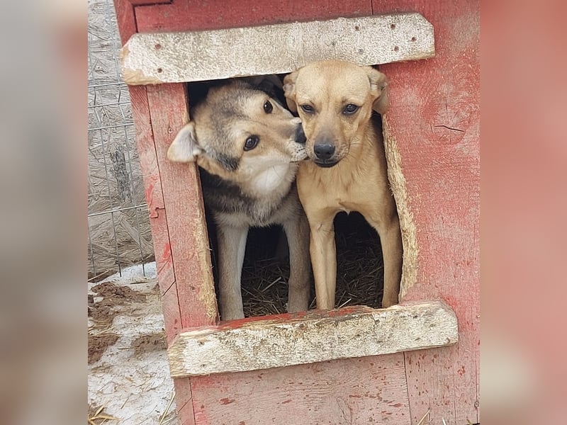 Arthur - die Schmusebacke