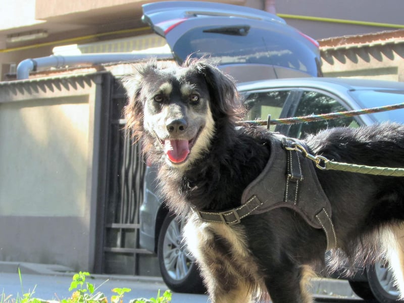 Samba: superliebe Seele sucht Herzensmenschen